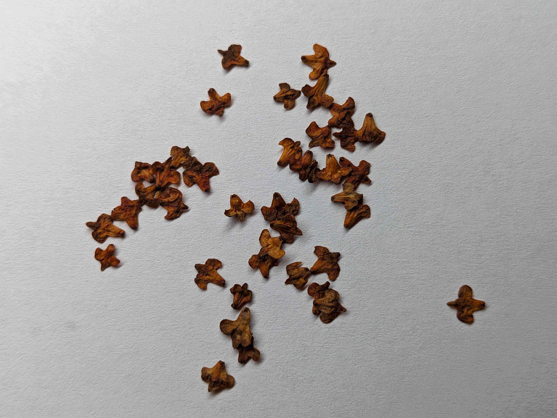 Scattered birch seed casings used for crafting realistic miniature leaves in basing projects.